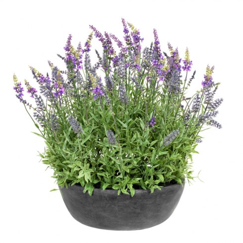 Artificial Lavender Plant In Slate Grey Bowl 60cm Artificial Lavender Plant In Slate Grey Bowl 60cm