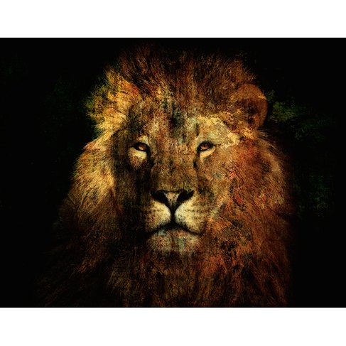 Lion's Law - Photo Art on Plexiglass Lion's Law - Photo Art on Plexiglass