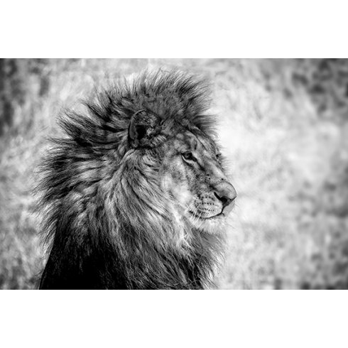 Lion King - Photo Art on Plexiglass Lion King - Photo Art on Plexiglass