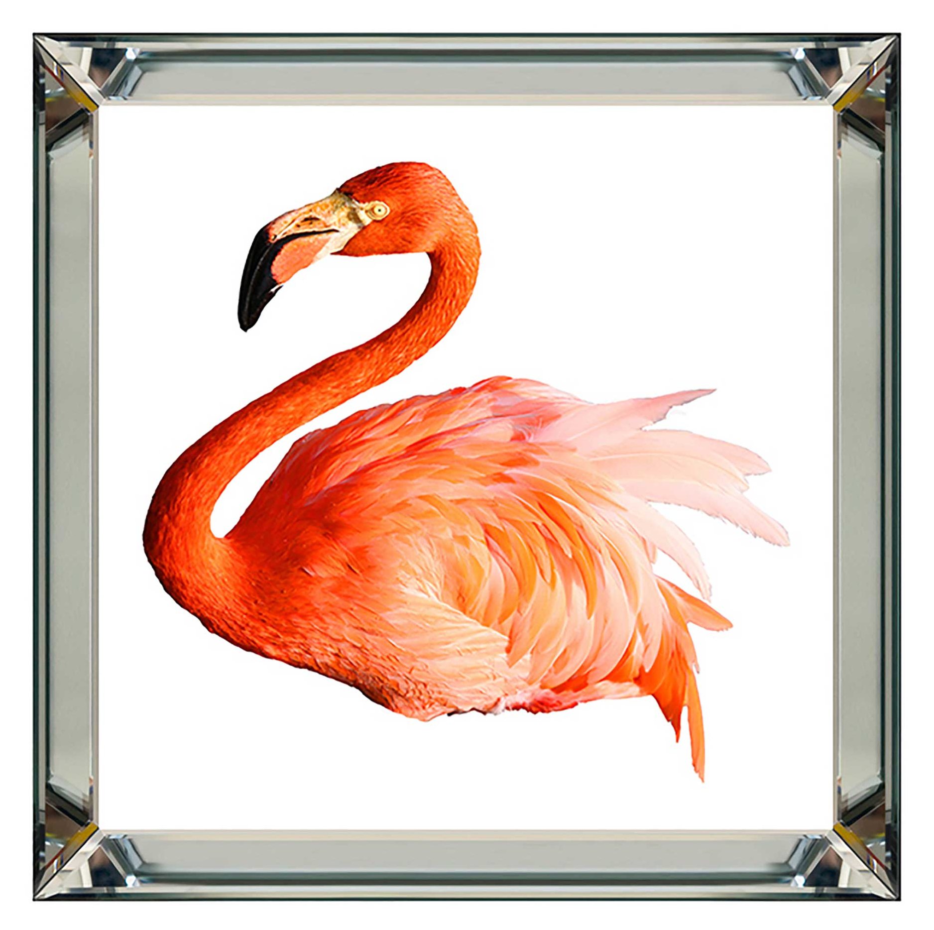 framed flamingo pictures